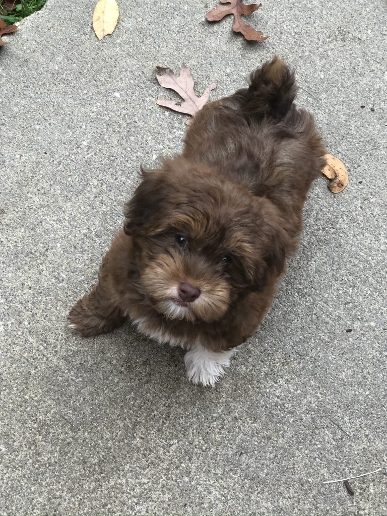 Havanese Adults Country Hills Kennel