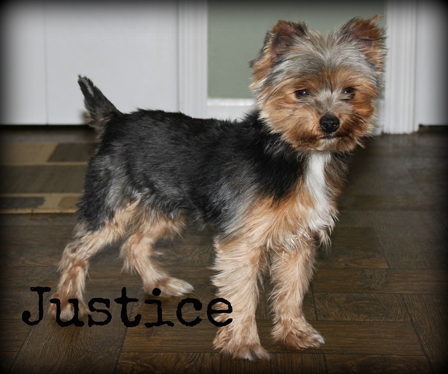 traditional yorkie female – Country Hills Kennel