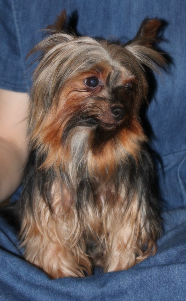 traditional yorkie – Country Hills Kennel