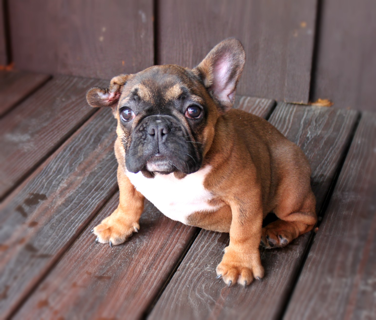 French Bulldogs – Country Hills Kennel