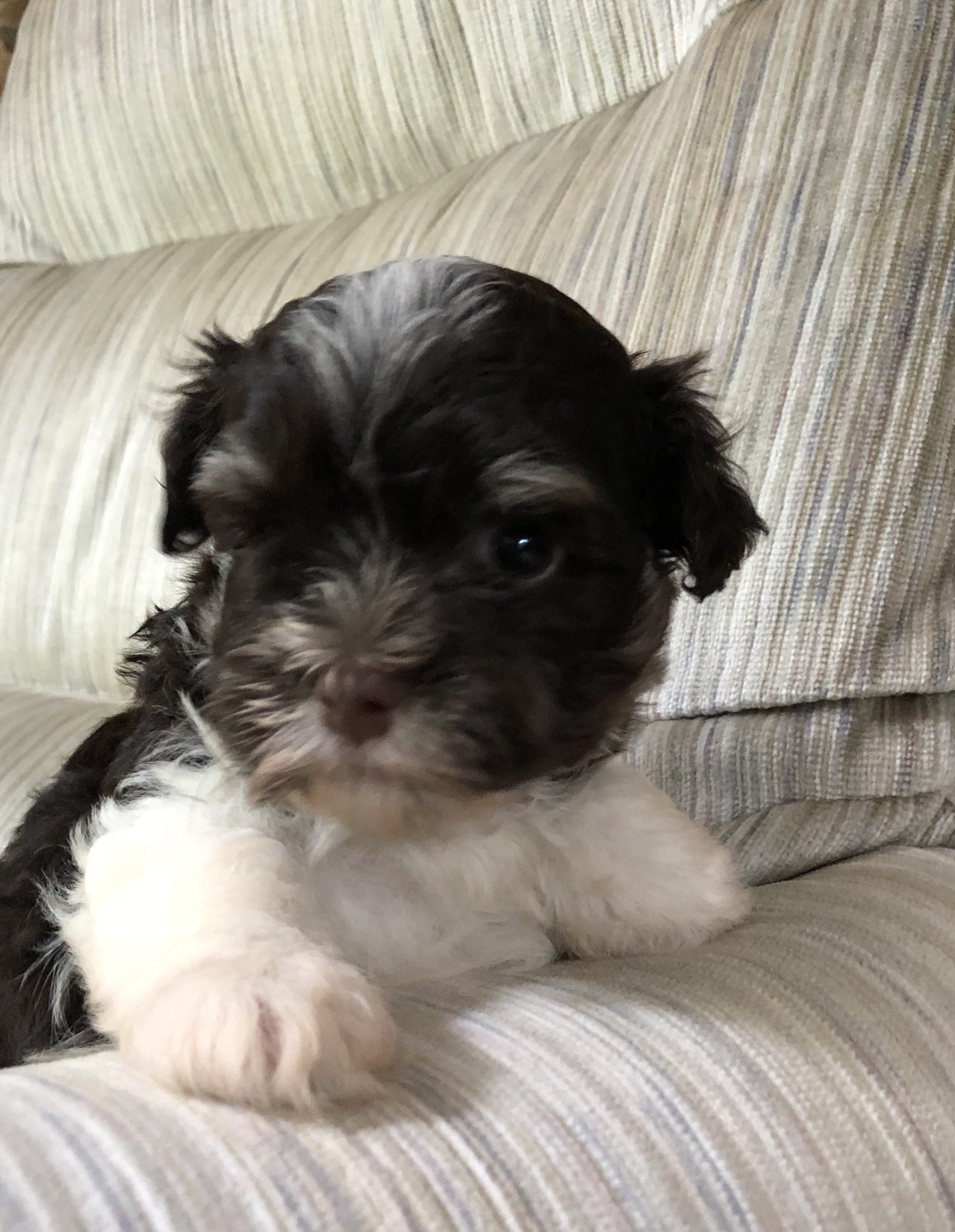 Havanese Puppies – Country Hills Kennel