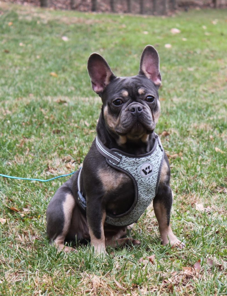 French Bulldog Adults - Country Hills Kennel