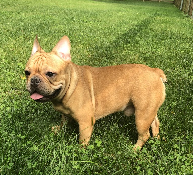 French Bulldog Adults - Country Hills Kennel